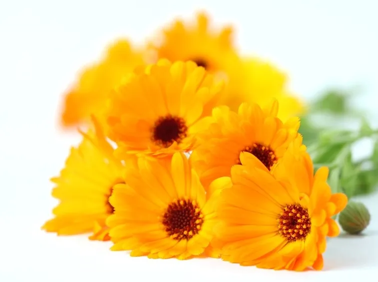 Fiori recisi