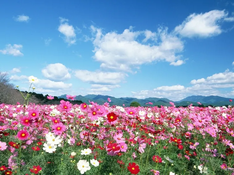 la meraviglia dei fiori di campo