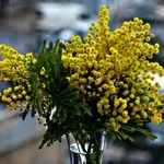 mimose in vaso