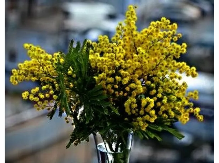 mimose in vaso