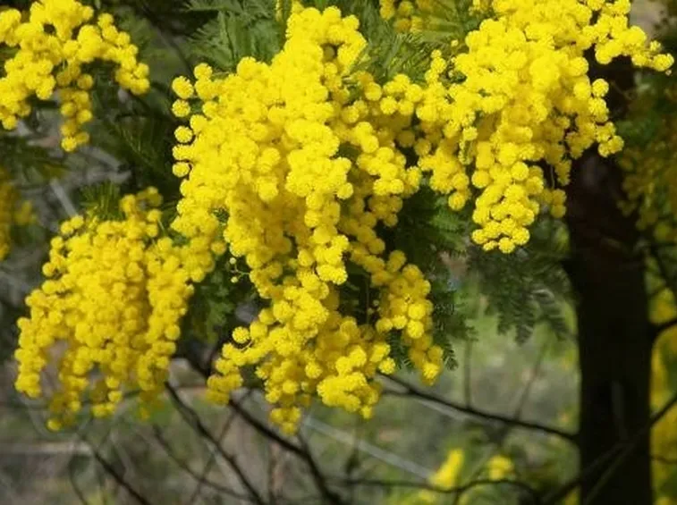 albero di mimose