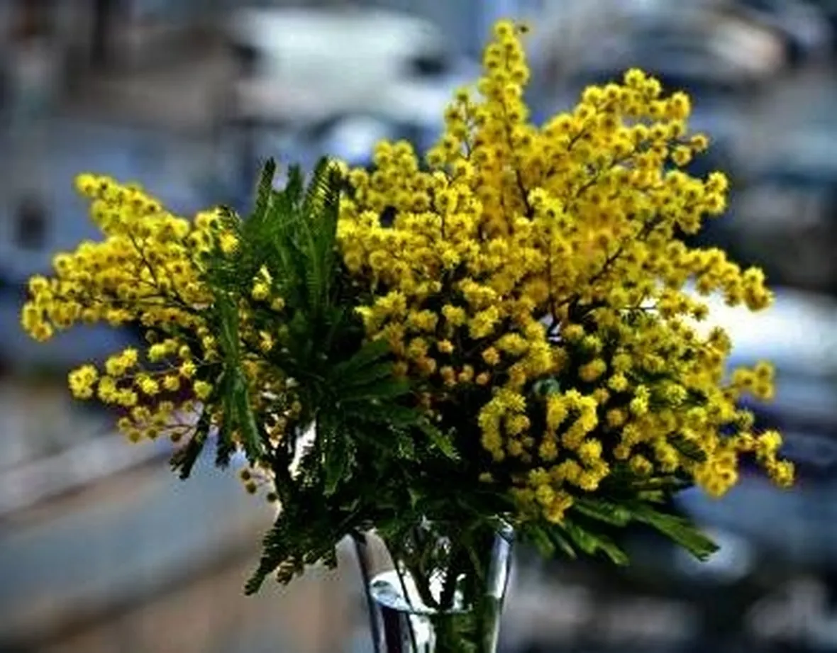 mimose in vaso