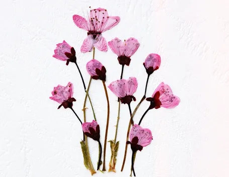 Fiori secchi