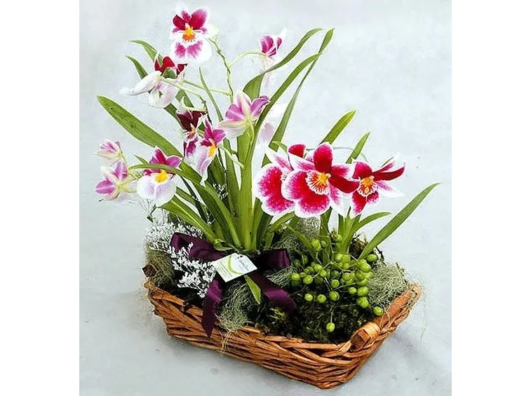 Regalare i fiori