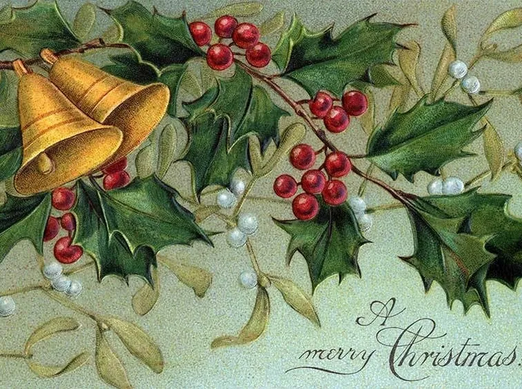 Agrifoglio: la pianta del Natale.
