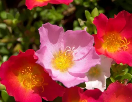 Anemoni rosa e porpora