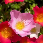 Anemoni rosa e porpora