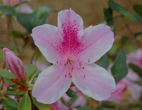 Il fiore dell'azalea
