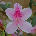 Il fiore dell'azalea