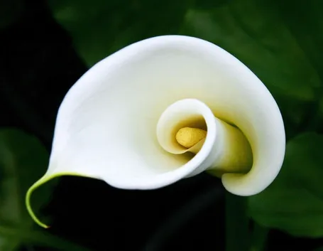 la calla fiore