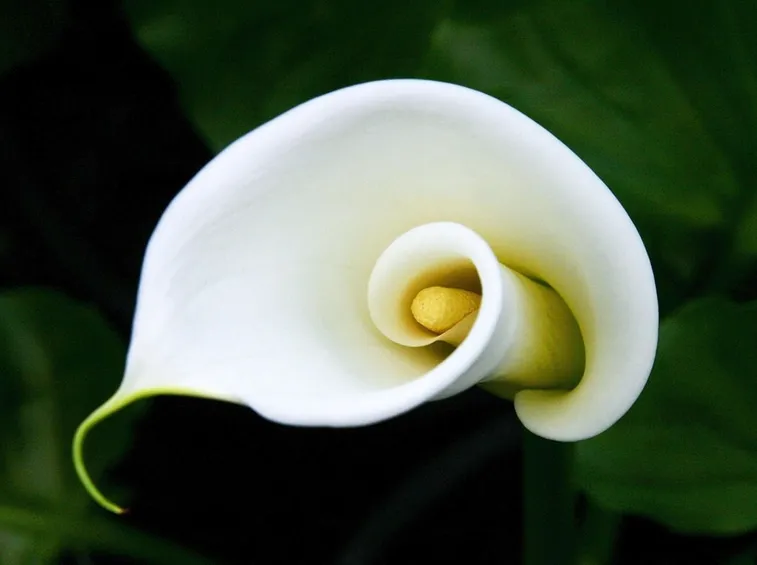 la calla fiore