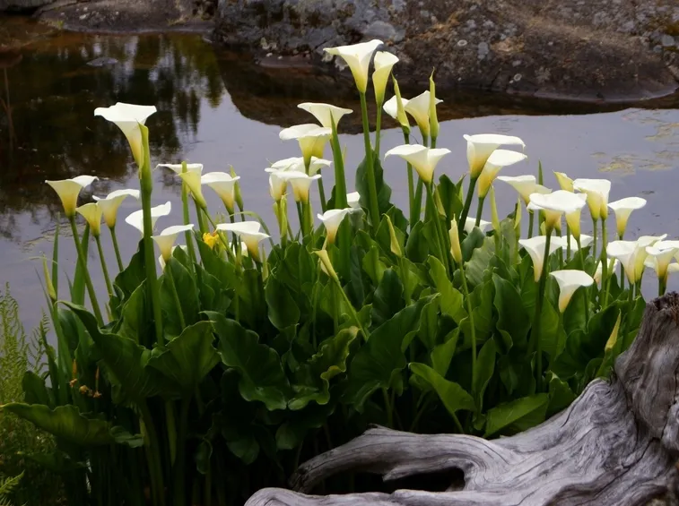 calla acqua