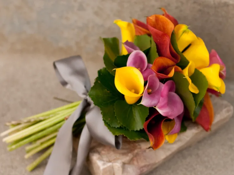 calla colorata