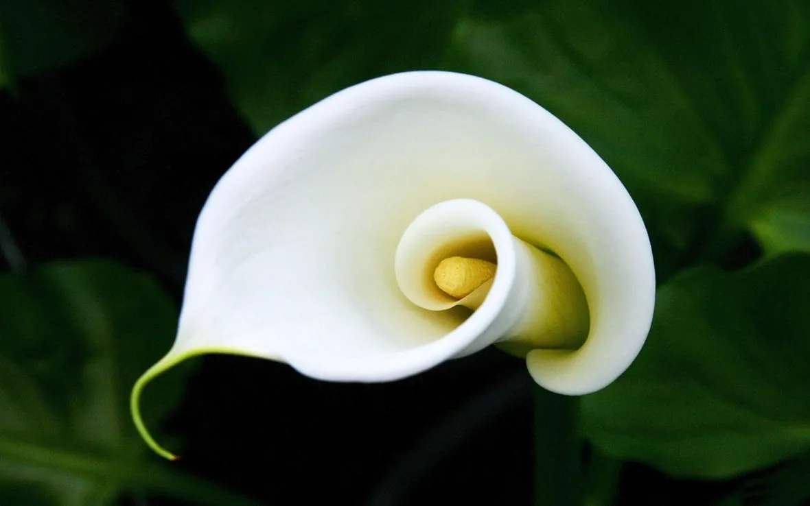la calla fiore