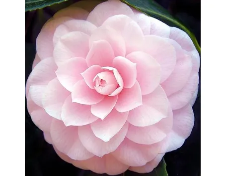 Camelia