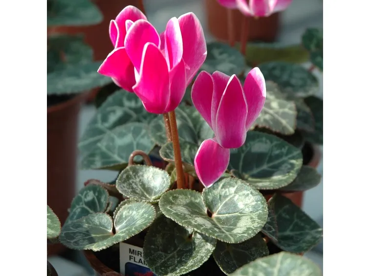 Ciclamini rosa in fiore