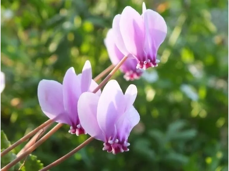 Fiori di ciclamino bianco