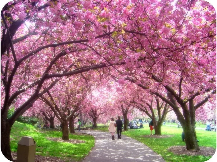 Un parco con ciliegi in fiore