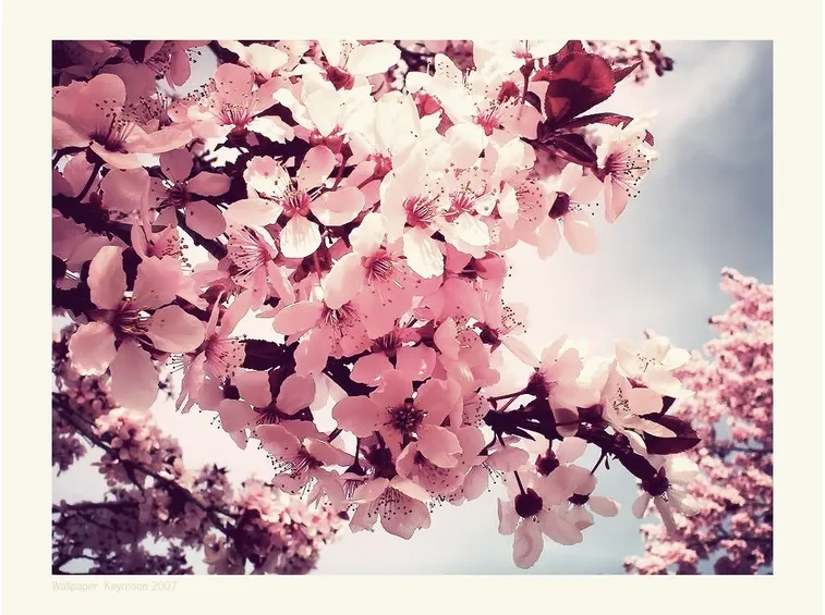 ciliegi in fiore