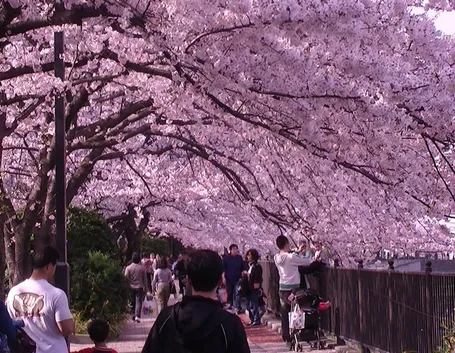 La festa giapponese Hanami durante la fioritura dei ciliegi