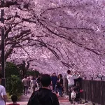La festa giapponese Hanami durante la fioritura dei ciliegi