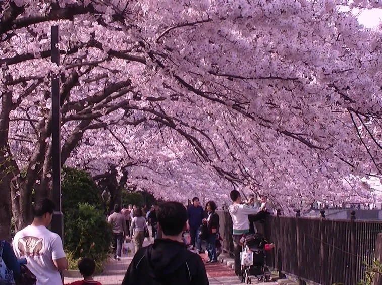 La festa giapponese Hanami durante la fioritura dei ciliegi
