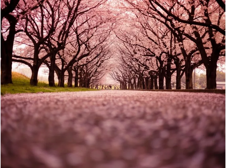 Un viale di ciliegi in fiore