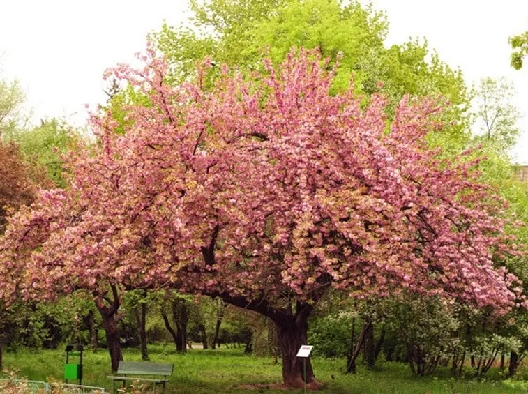 Un ciliegio in fiore in un parco