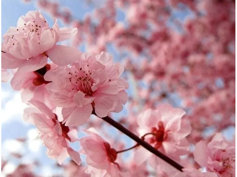 I fiori del ciliegio