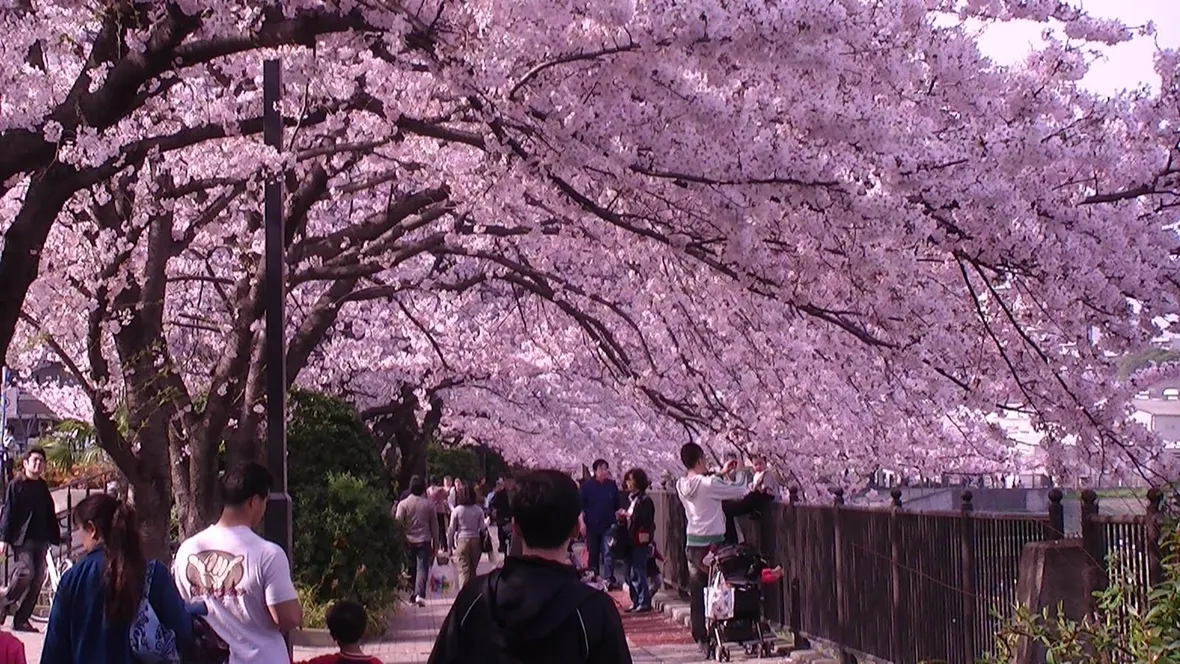 La festa giapponese Hanami durante la fioritura dei ciliegi
