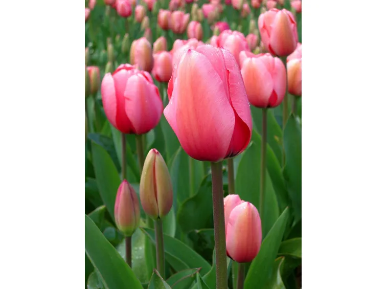 Tulipano liliifolia