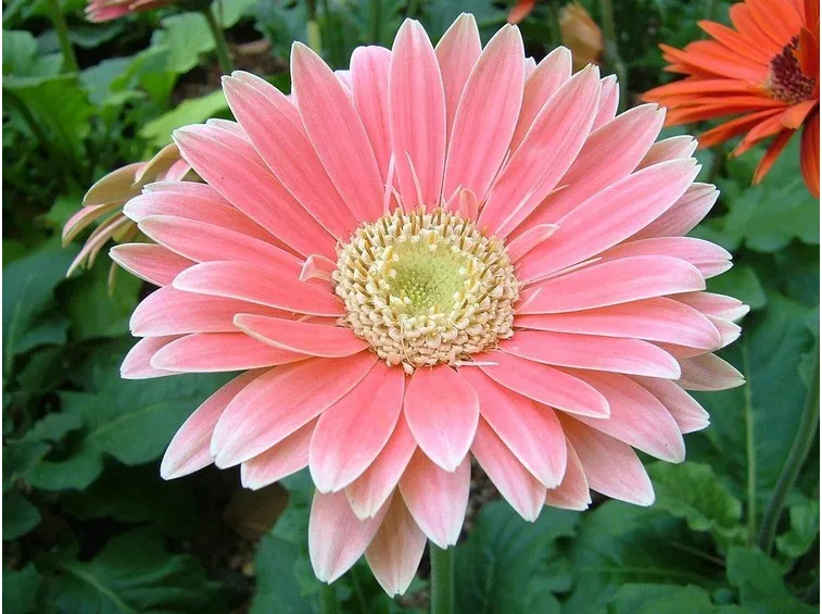 Gerbera rosa
