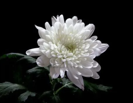 Crisantemo Bianco