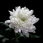 Crisantemo Bianco