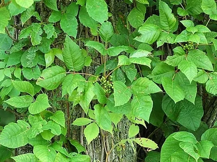 varietà di edera velenosa