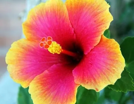 Il fiore dell'ibisco