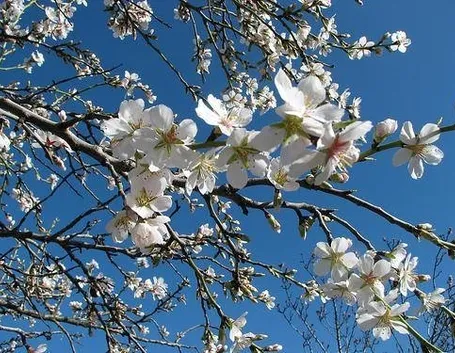 fiori di mandorlo