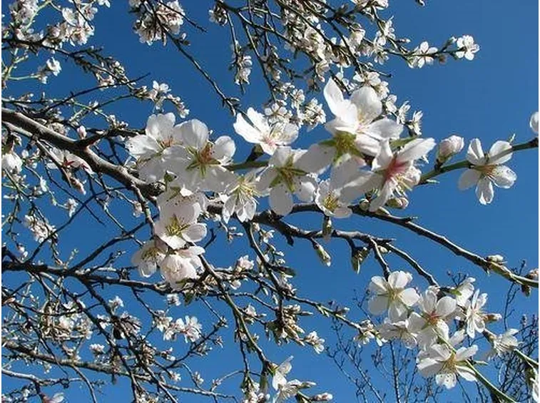 fiori di mandorlo