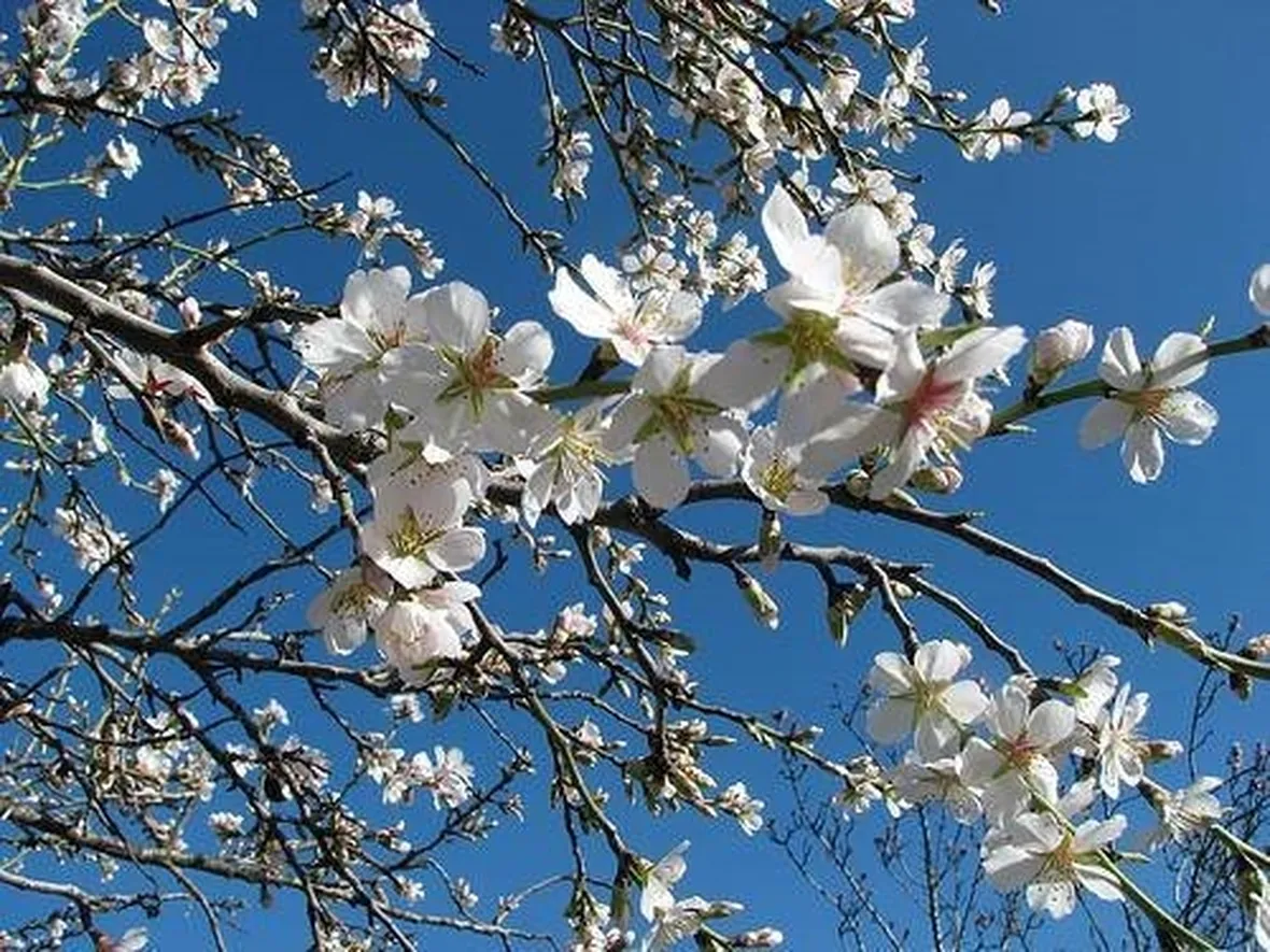 fiori di mandorlo