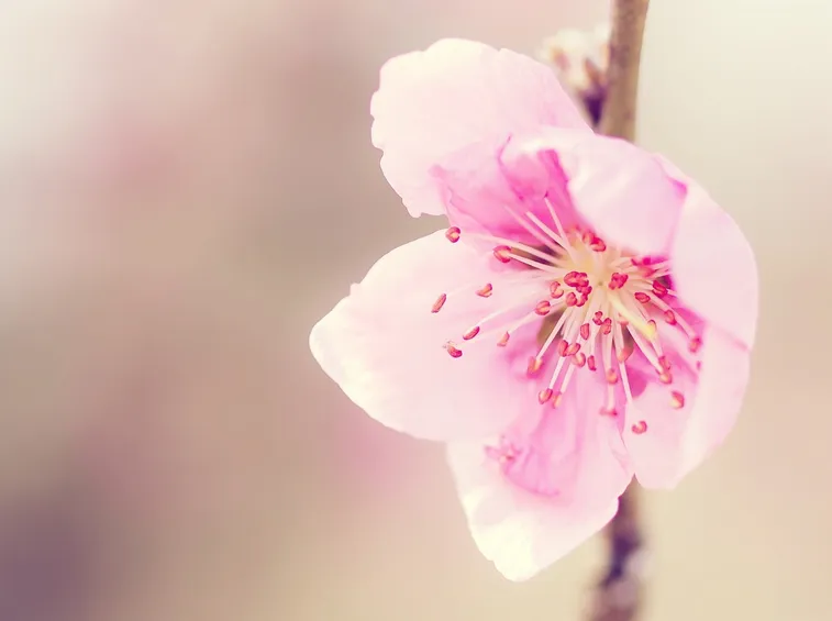 fiore di ciliegio