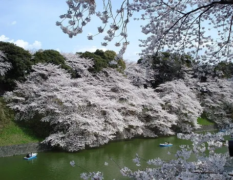 Meravigliosi fiori di ciliegio a Tokio