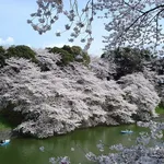 Meravigliosi fiori di ciliegio a Tokio