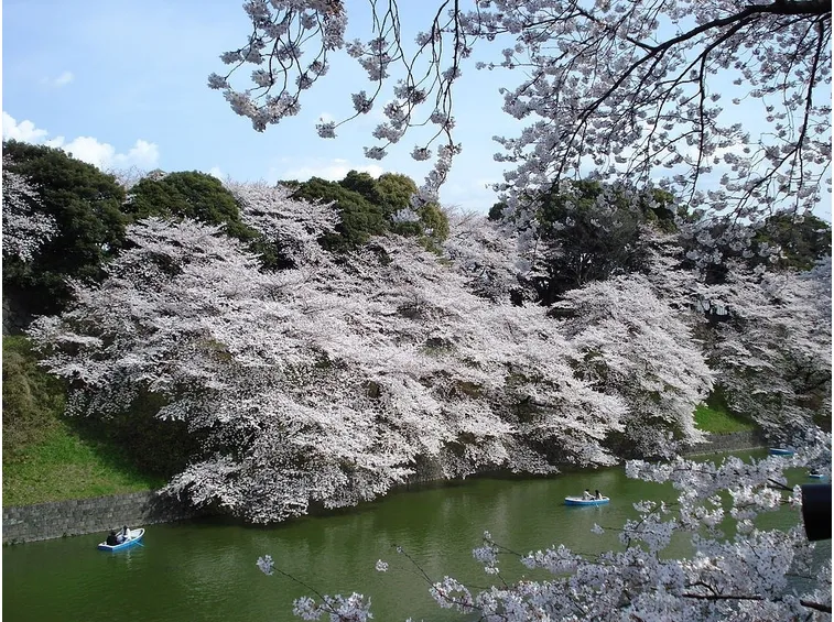 Meravigliosi fiori di ciliegio a Tokio