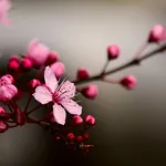 Fiore di Ciliegio Giapponese