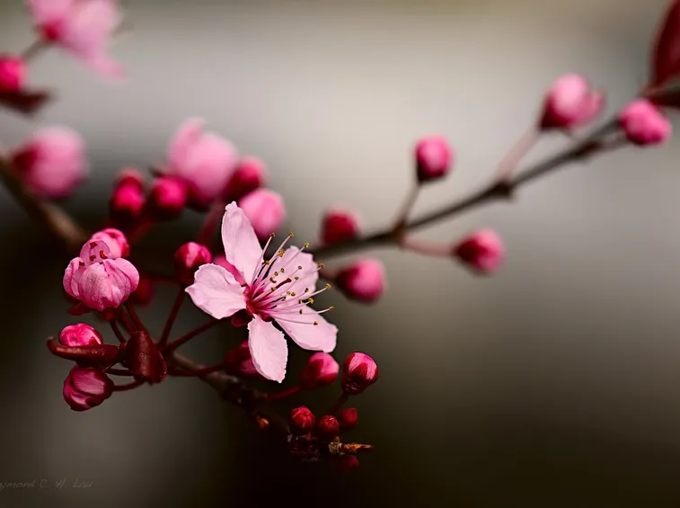 Fiore di Ciliegio Giapponese