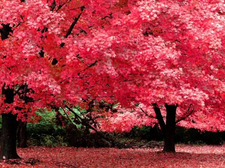 Piante di Fiori di Ciliegio