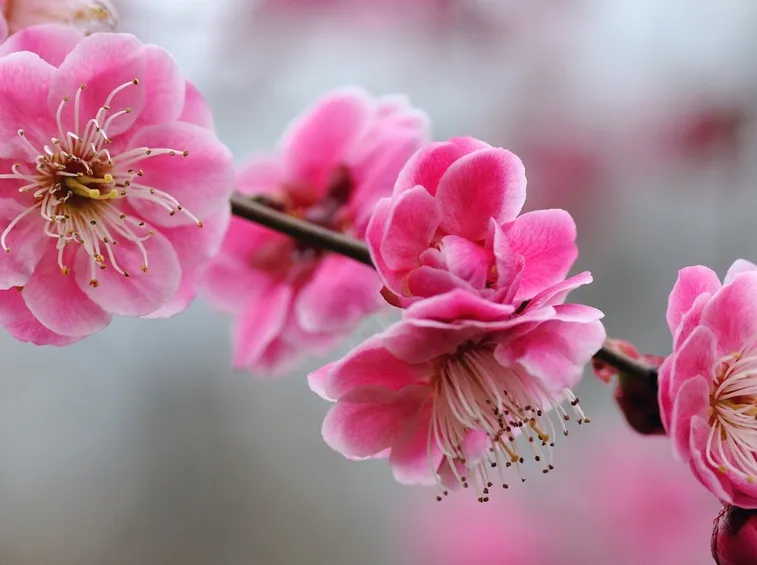 Fiori di Ciliegio