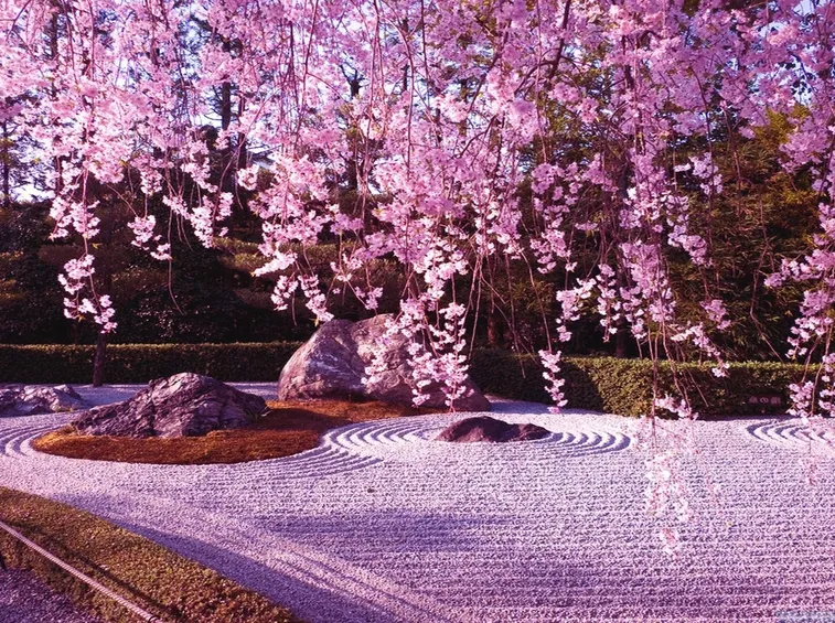 Piante di Fiori di ciliegio Giapponese