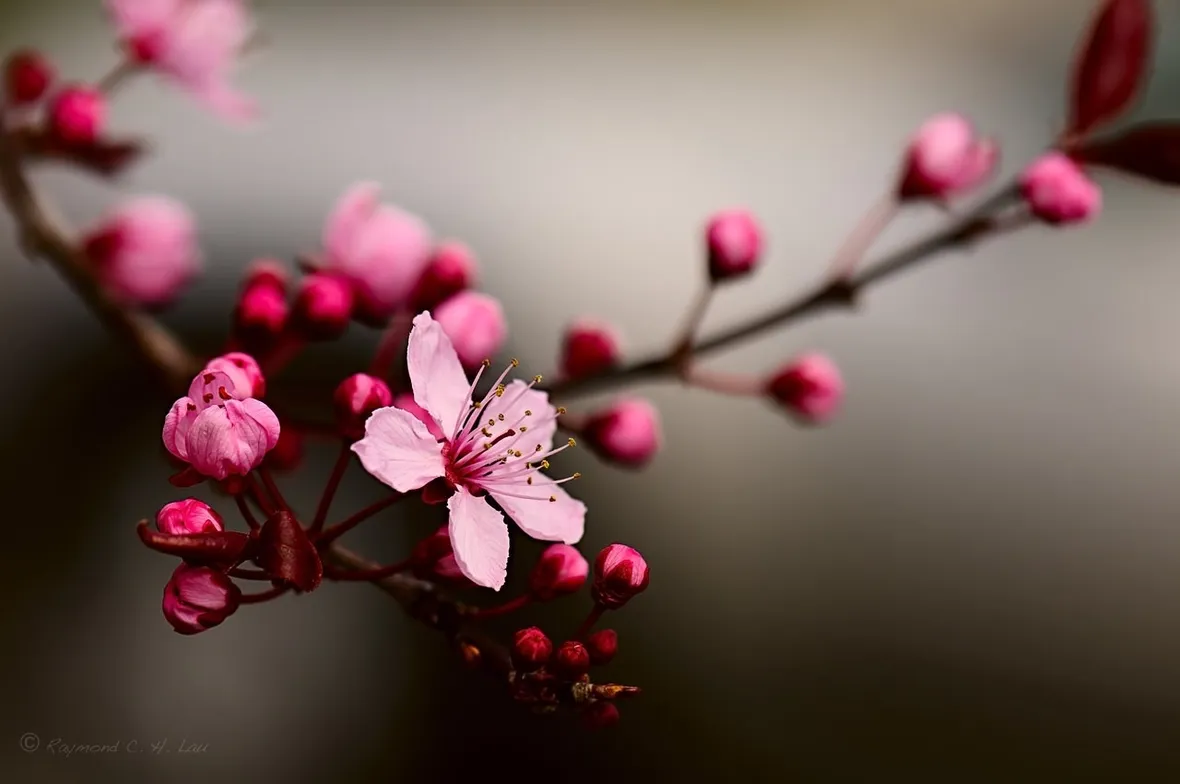 Fiore di Ciliegio Giapponese