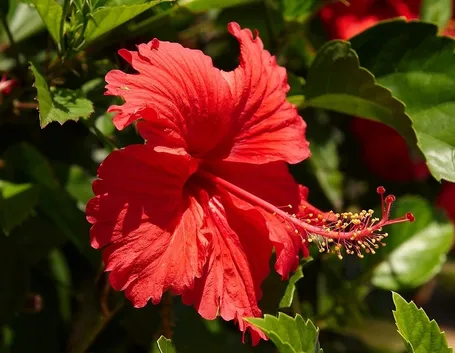 fiore di ibisco rosso